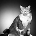 Purina One immortalise Coccinelle