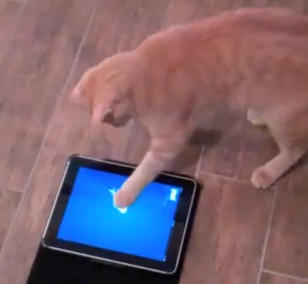 Friskies Sort Son Appli Ipad Pour Chats