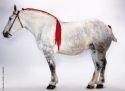 Upac, un percheron de 4 ans, est l'une des icônes du SIA cette année