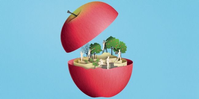 Pink Lady : la pomme connectée