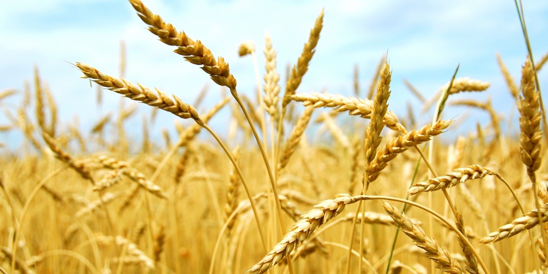 Nestlé étend son Nutri-Score à cinq pays européens